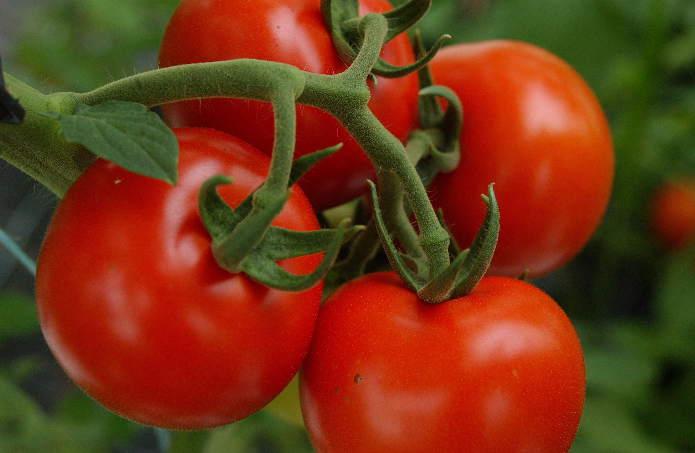 Oven Roasted Valencia Tomatoes | Edible Delmarva