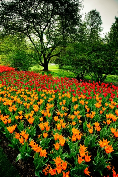 Longwood Gardens Tulips